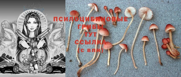 гашик Вяземский